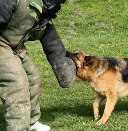Krakau HUNDEJAGD Krakau HUNDEJAGD